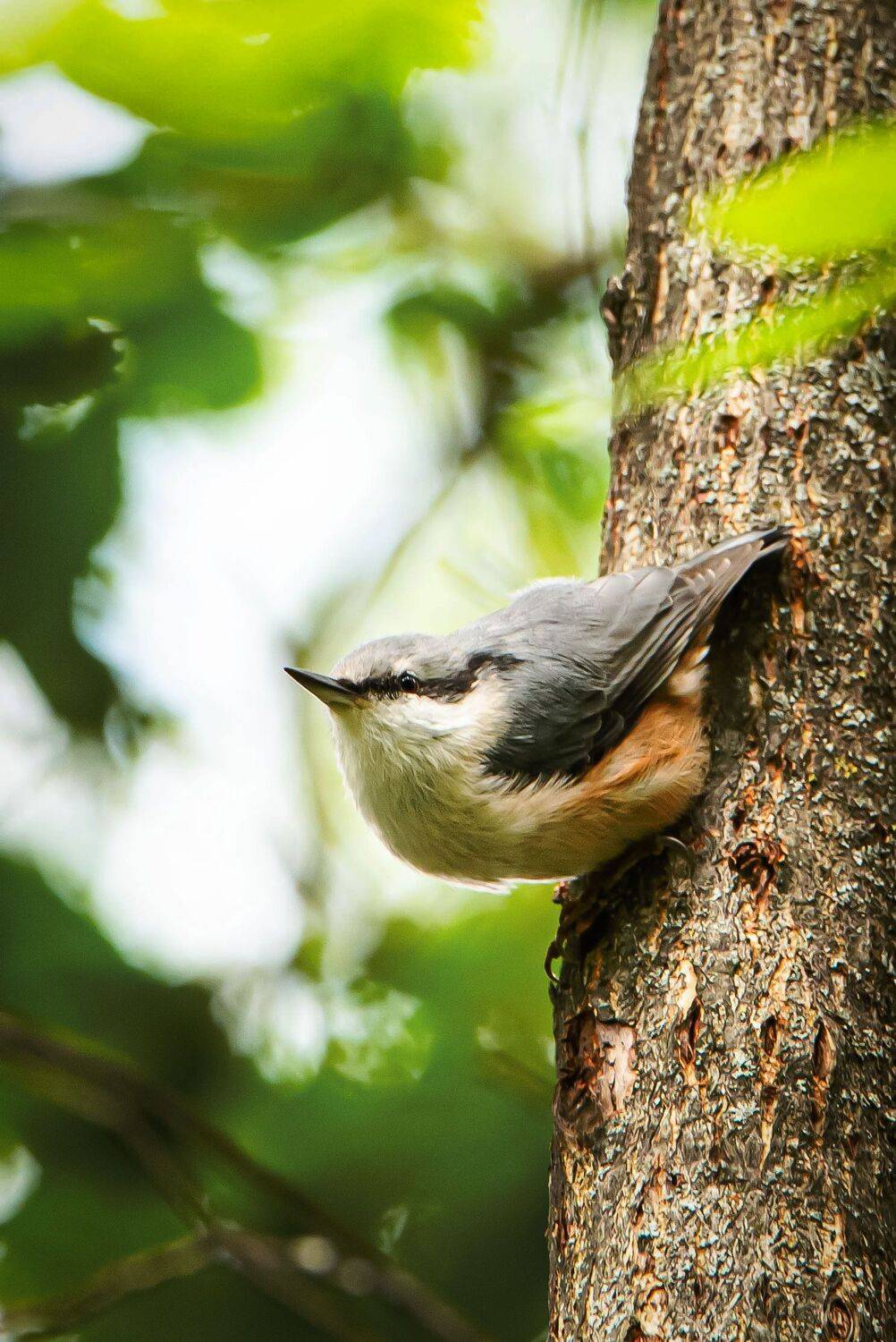 Фотография #12541950