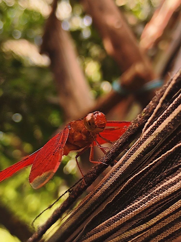 Photograph by MD Ismail Hossain Rafi Rafi