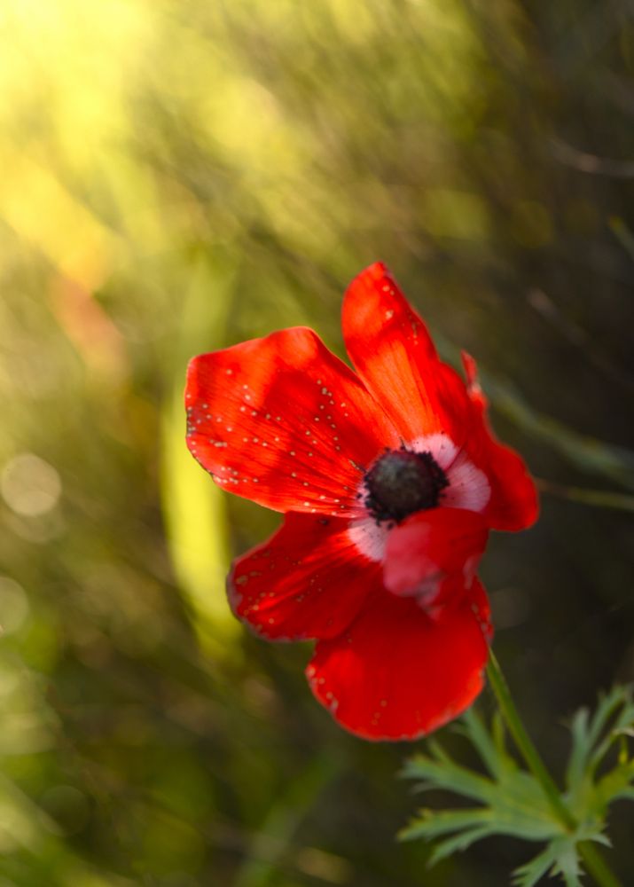Фотография автора Ася Бабушкина