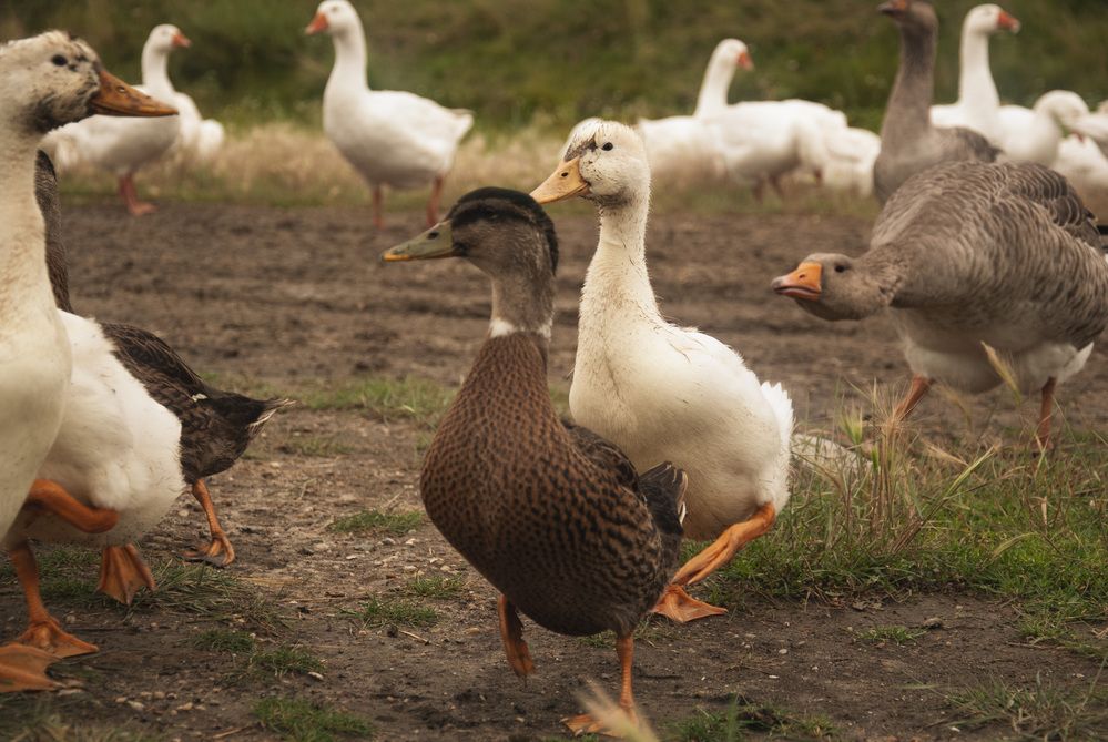 Фотография автора Крутяков Арсений