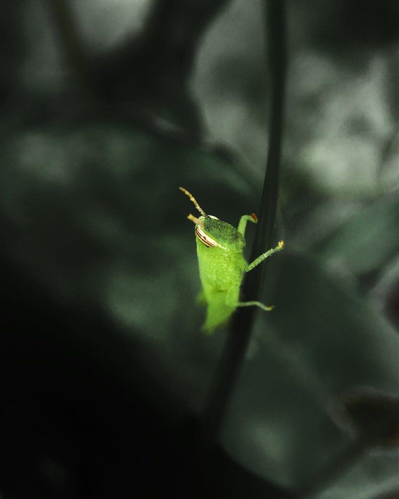 Photograph by Sivagurunathan Dilshanth