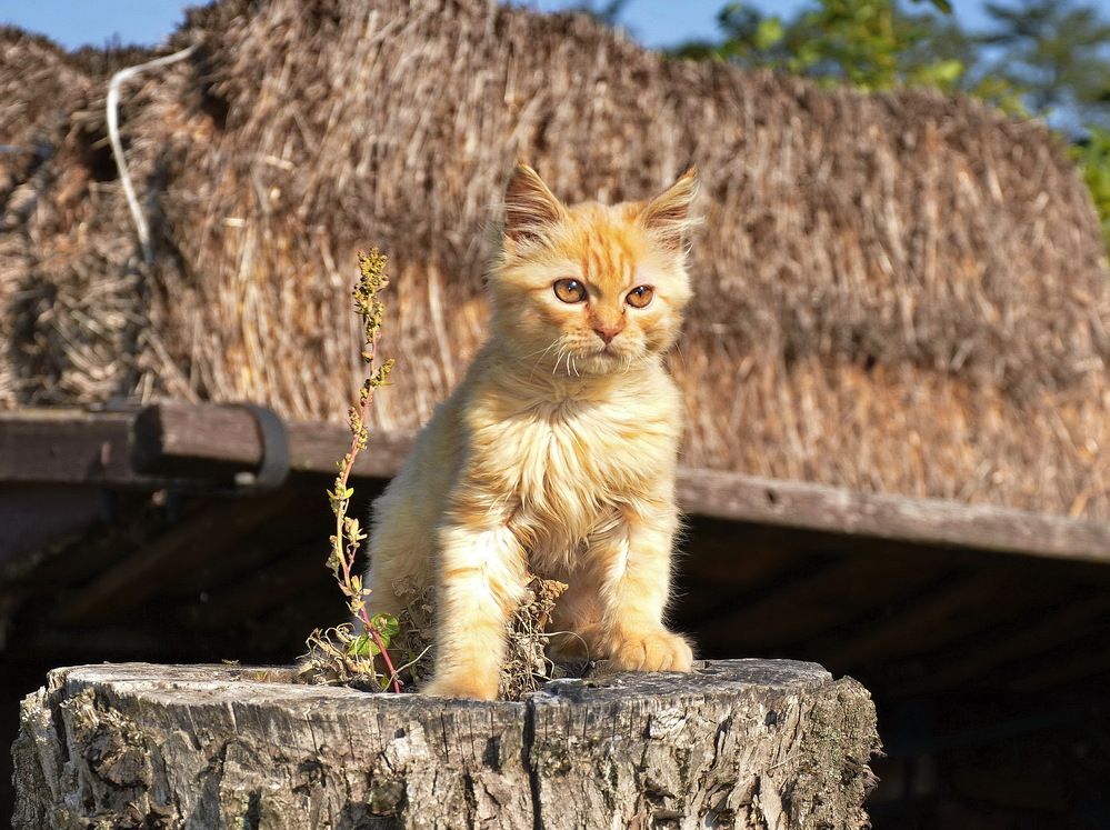 Фотография автора ВЛАДИМИР Тертышник