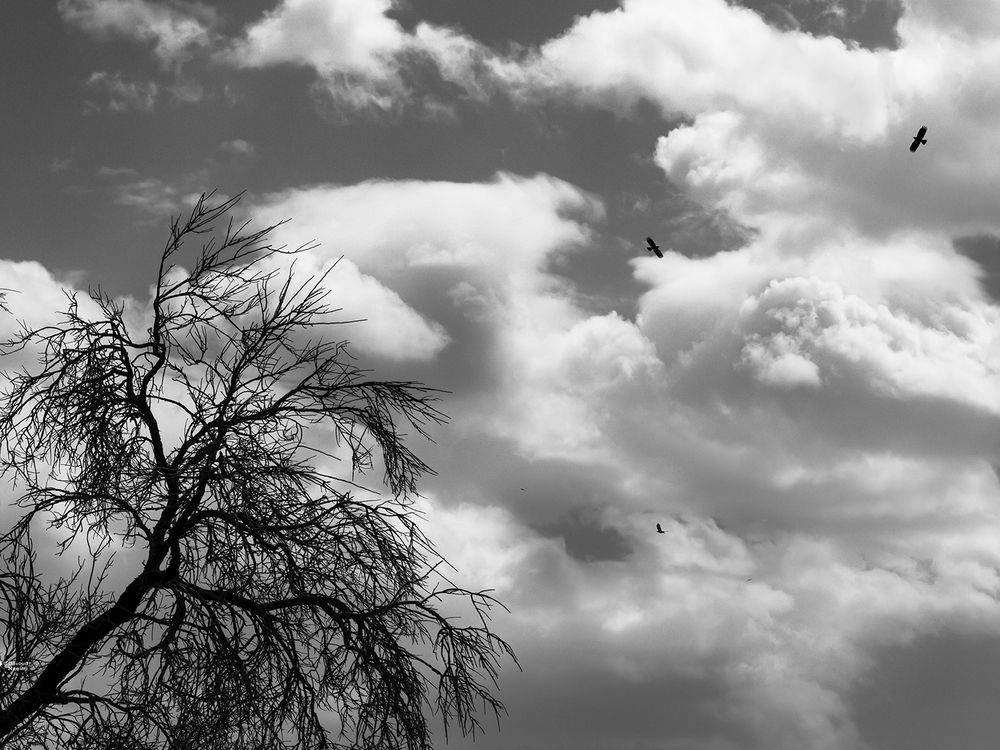 Photograph by Davoud Naeimi