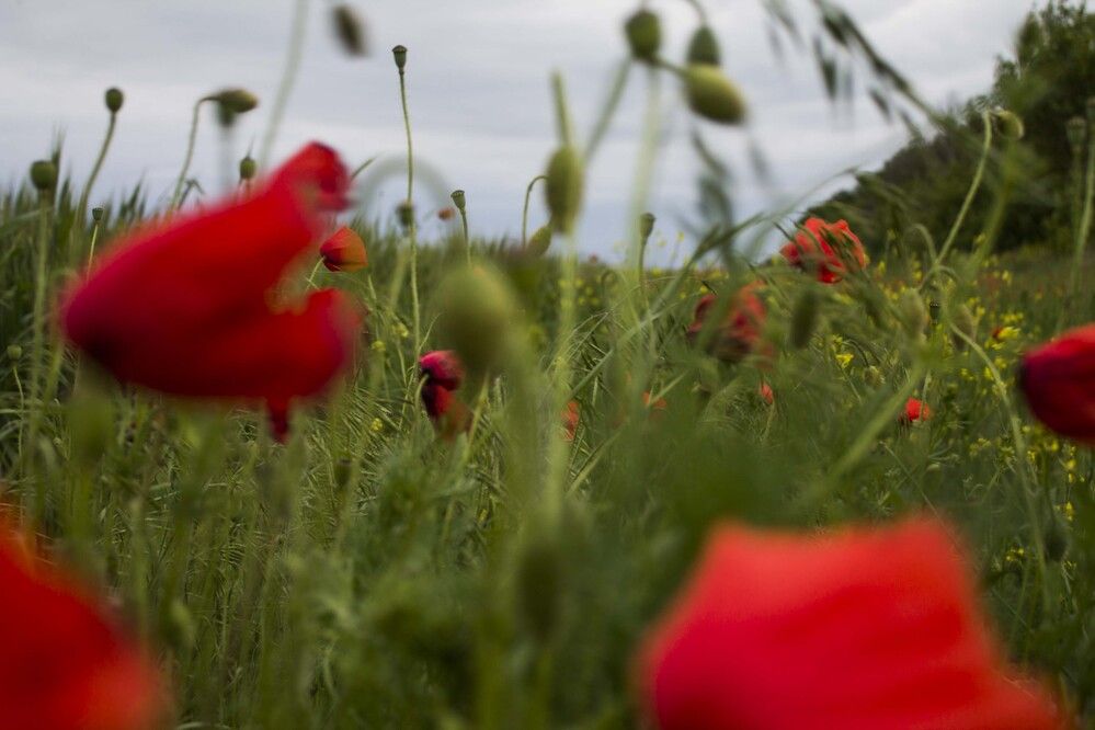 Photograph by Мария Бобылёва