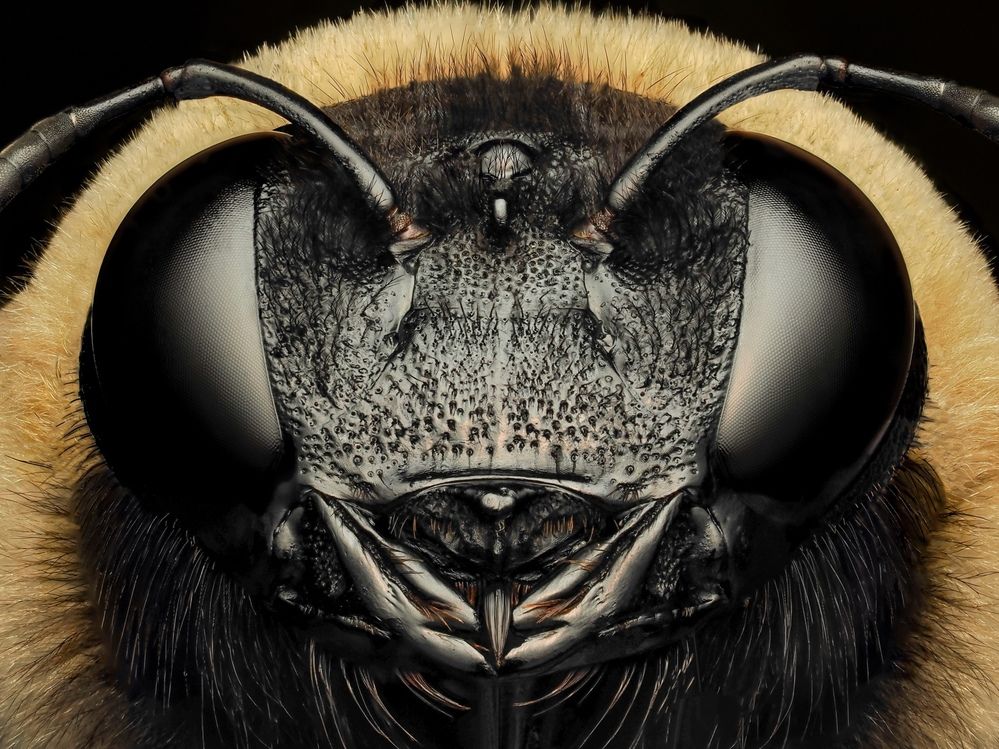 Eastern carpenter bee