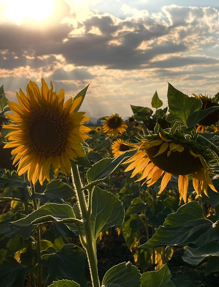 Подсолнухи… вечер!
