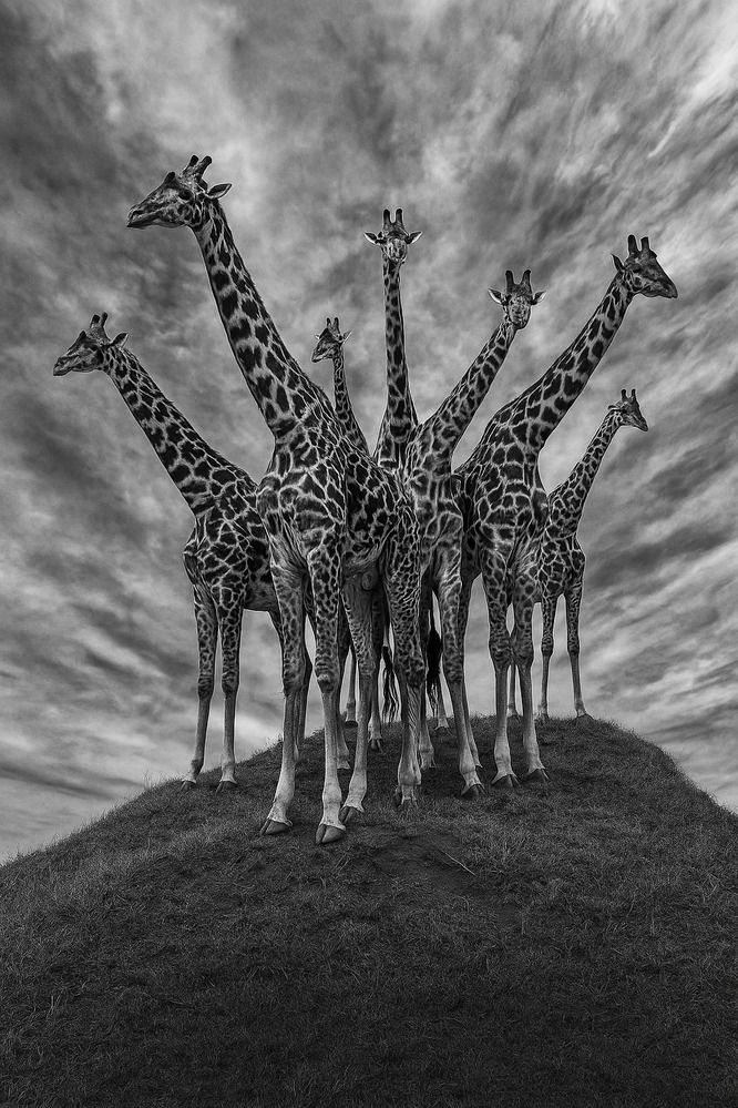 Фотография автора Daniyal Arabzadeh