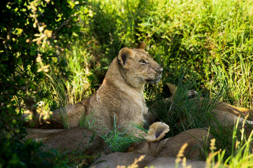 Photograph by Siamak Sabet