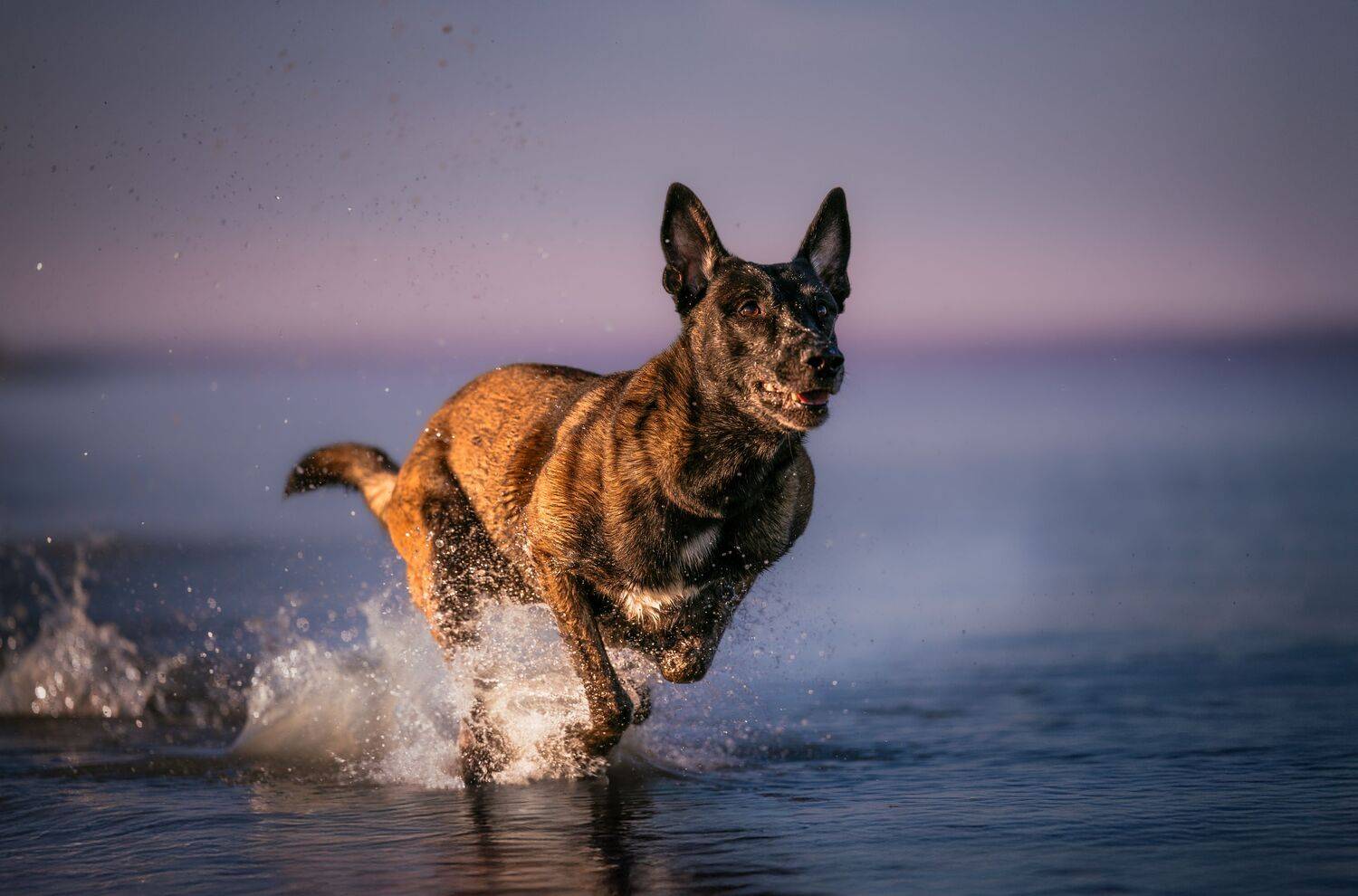 Photo #12546314
