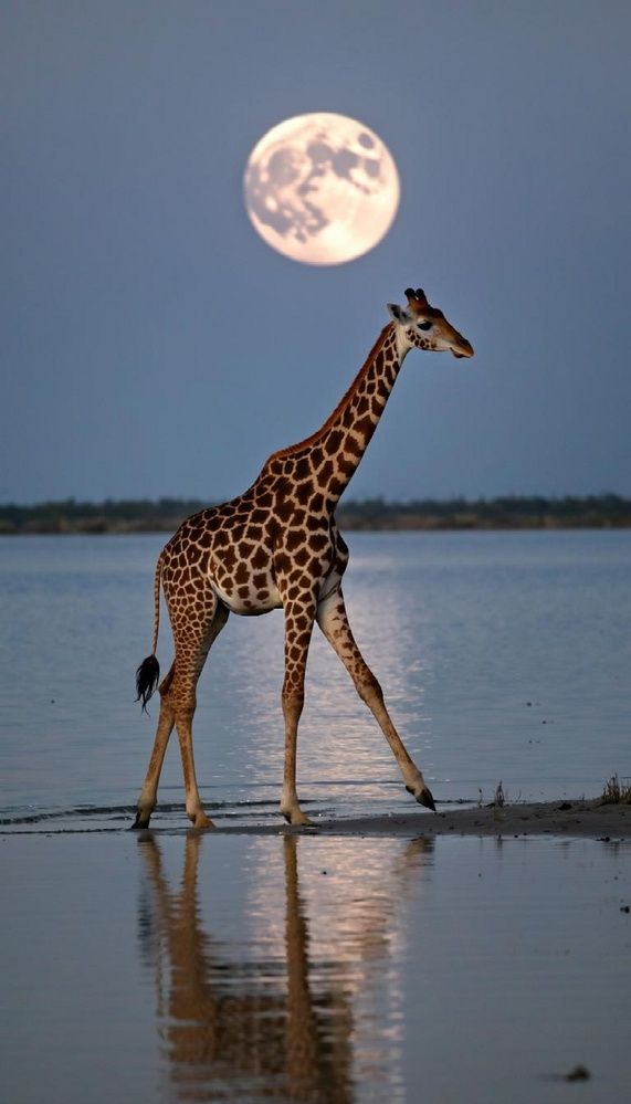 Жираф под луной