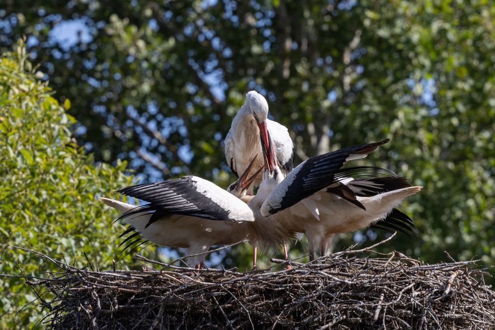 Photograph by Юлия Яковлева