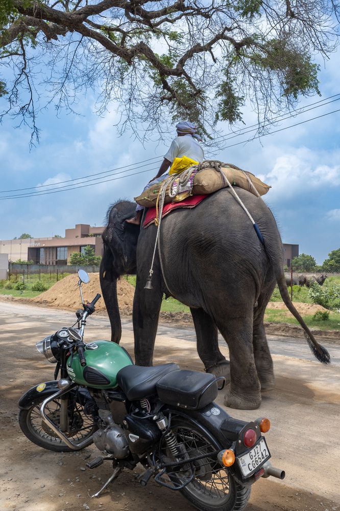 Elephant vs Royal Enfield