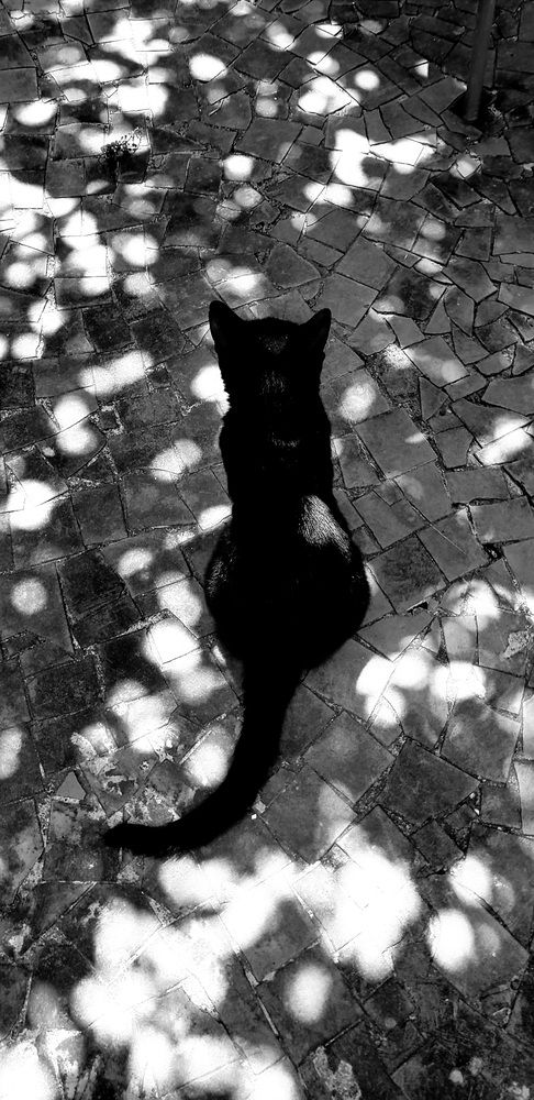 Organic Geometry