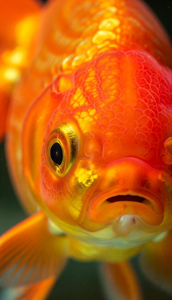 Чего тебе надобно?