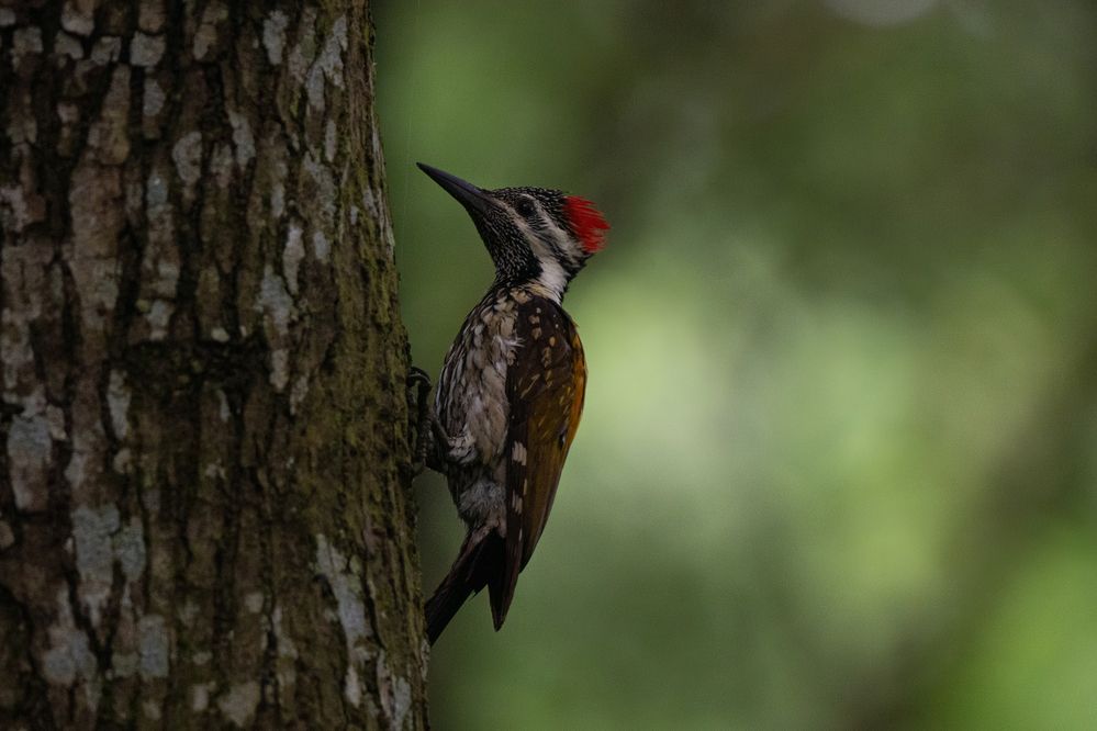 The Scarlet-Crowned Drummer