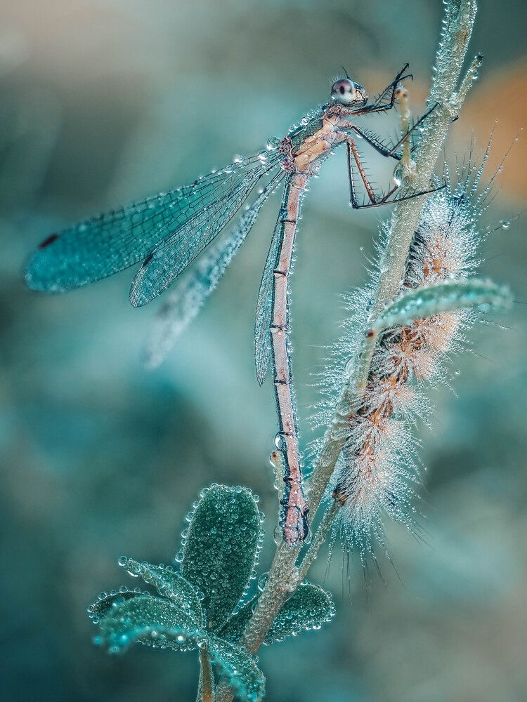 Photograph by Lapshina Vladlena
