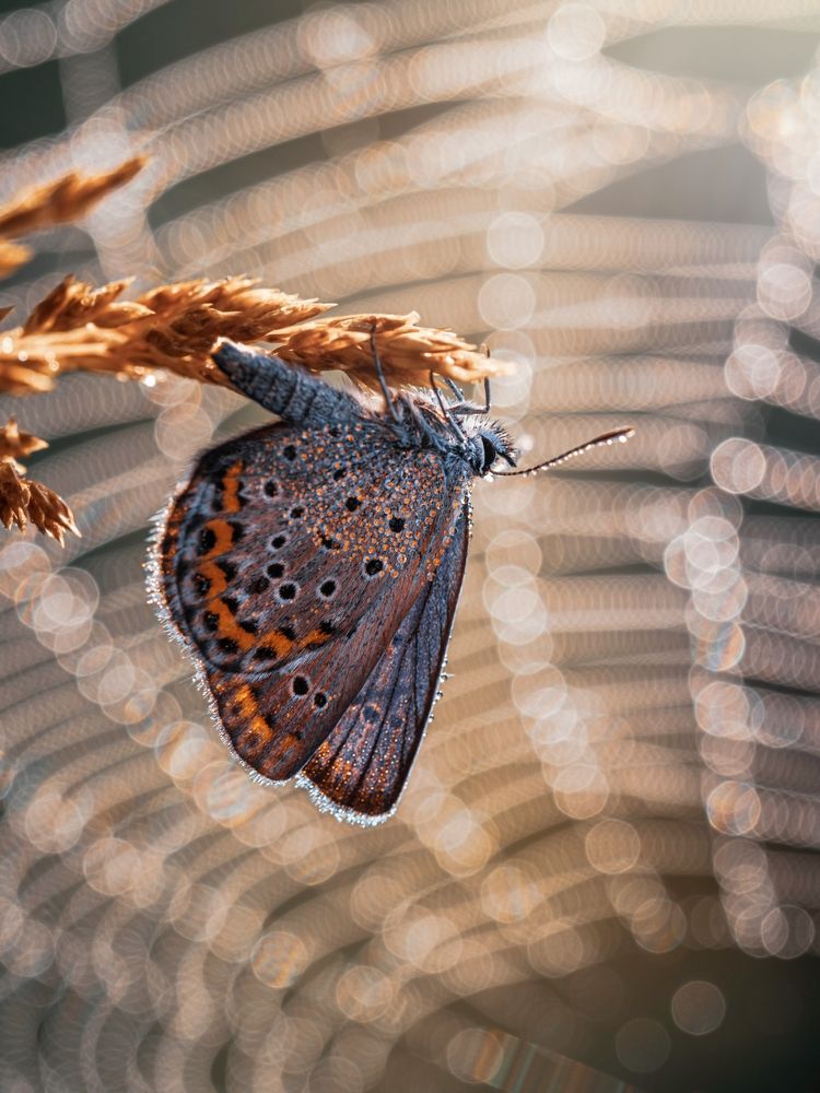Photograph by Lapshina Vladlena