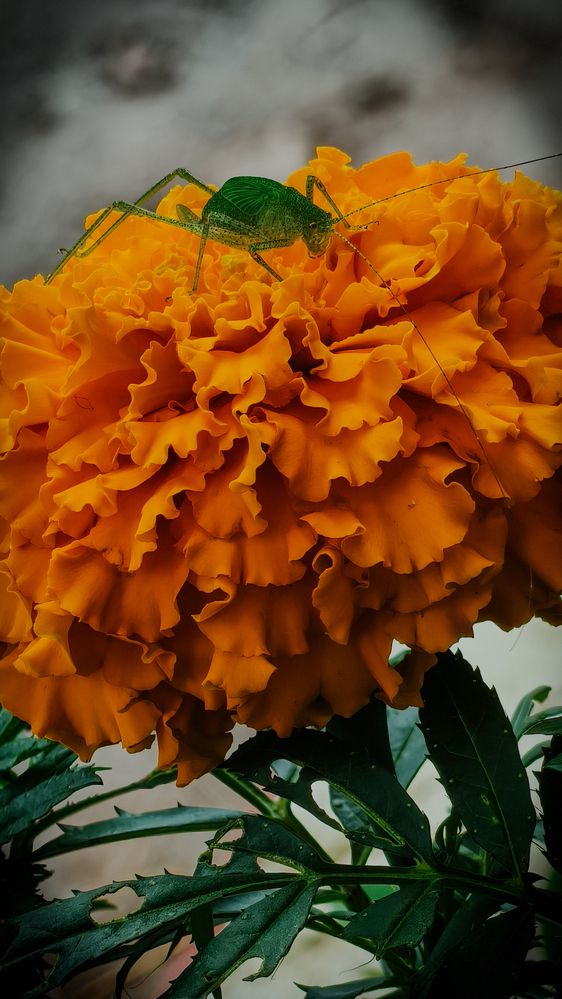 Photograph by Ritik Sharma