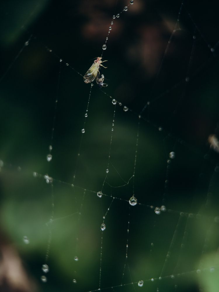 Photograph by ALISA NEZHINSKAYA