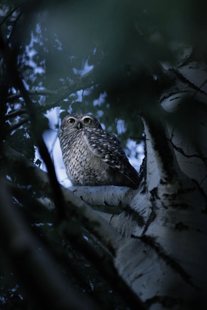 Photograph by Stanislav Nilsson