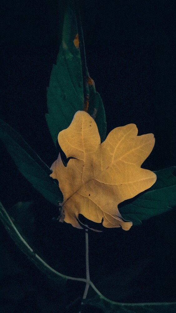 Photograph by Людмила Горячева