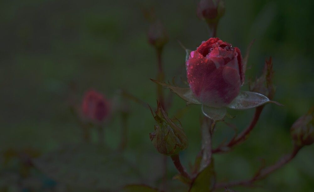 Photograph by Мария Сироткина