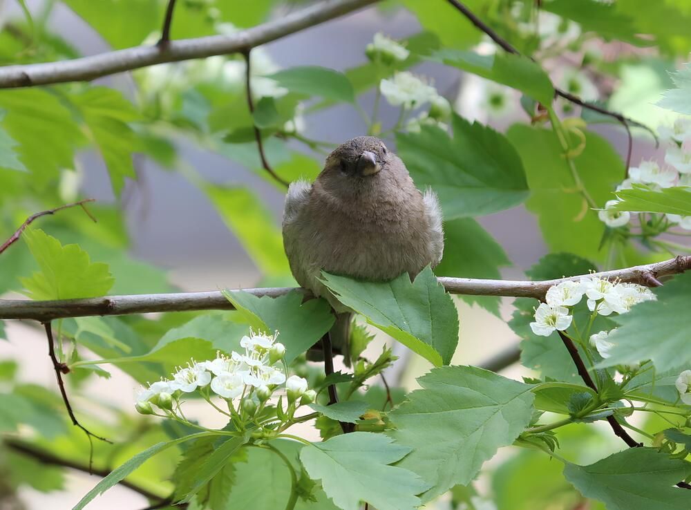 Привет Воробушек !