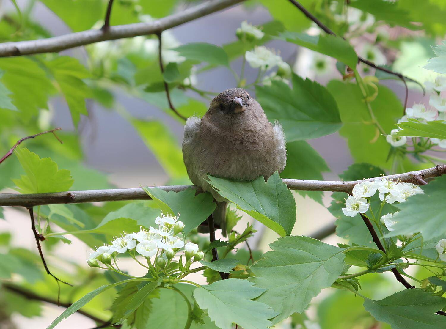 Привет Воробушек !