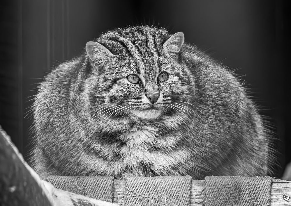 Photograph by Михаил Измайлов