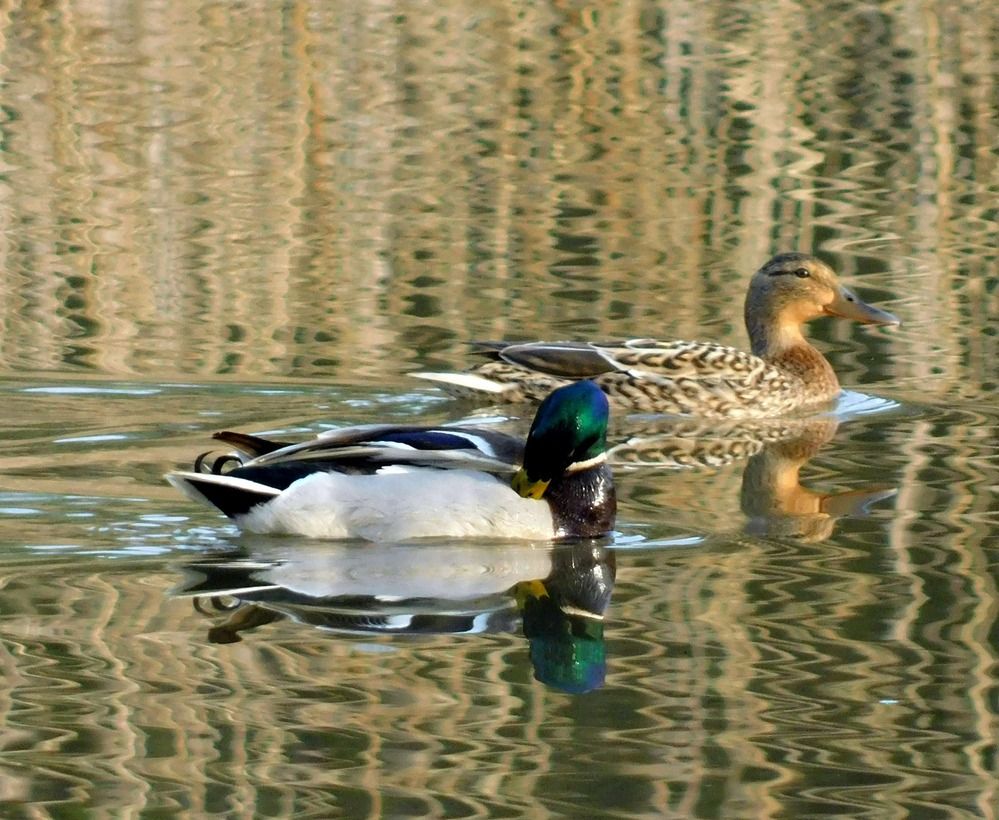 Mallards resting on the Rába