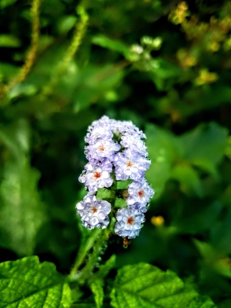 Photograph by MD Ismail Hossain Rafi Rafi