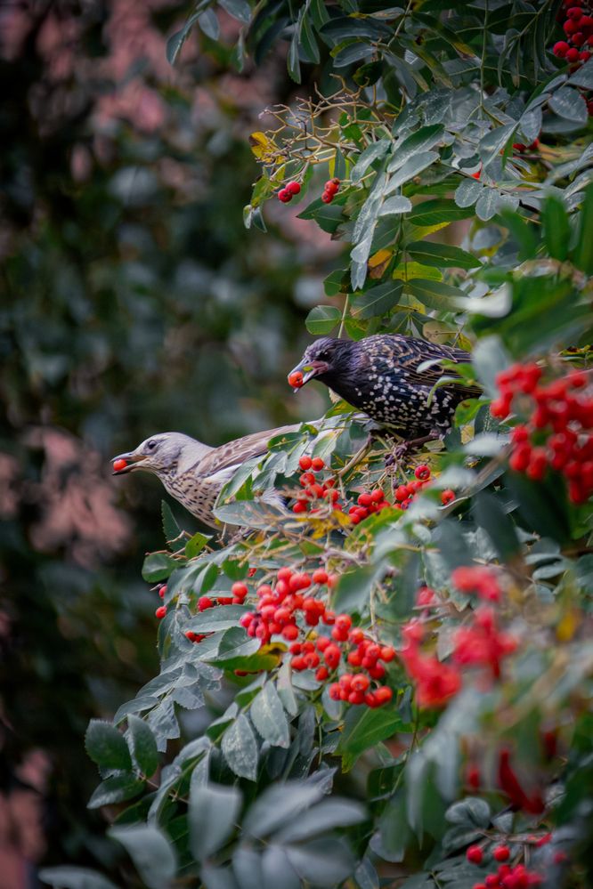 Photograph by Marie Dechene