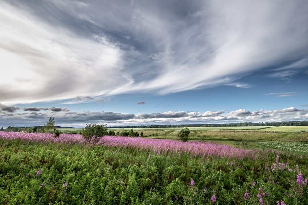 Время, когда цветёт Иван-чай.