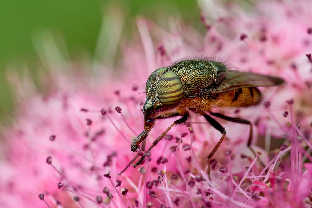 Pinky fly