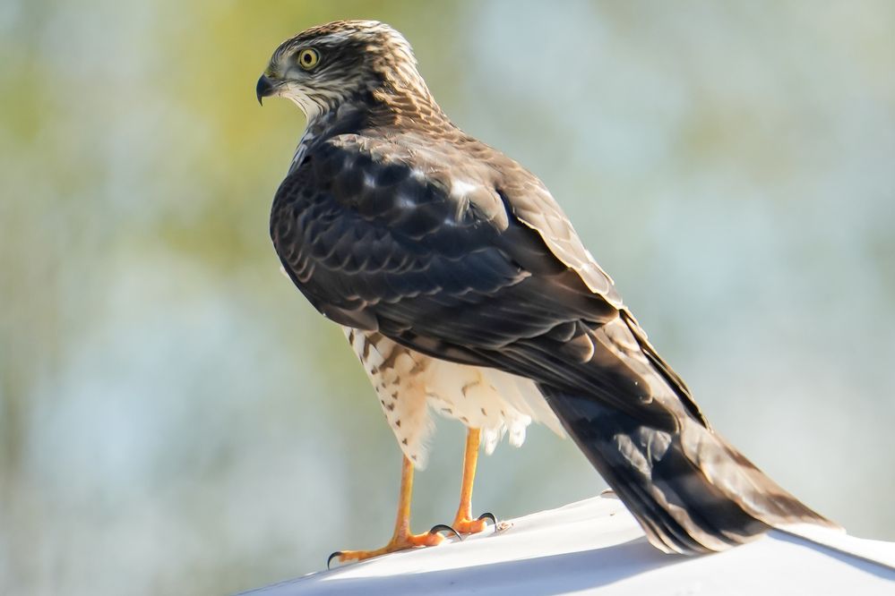 Photograph by Михаил Трусов