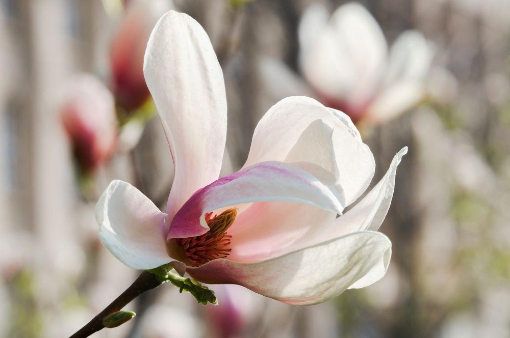 Магнолия