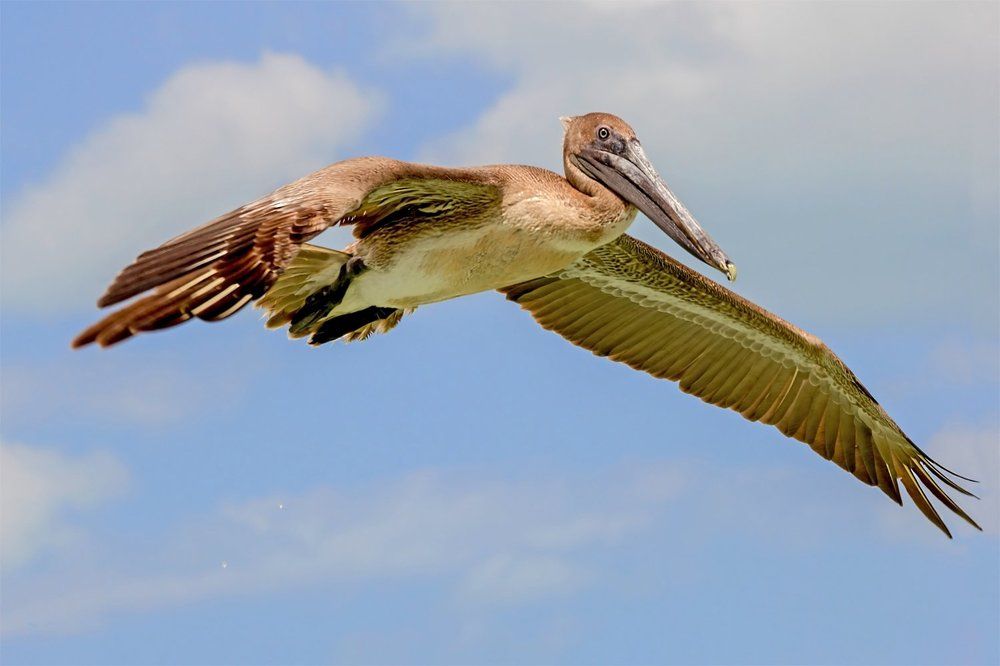 Полет бурого пеликана