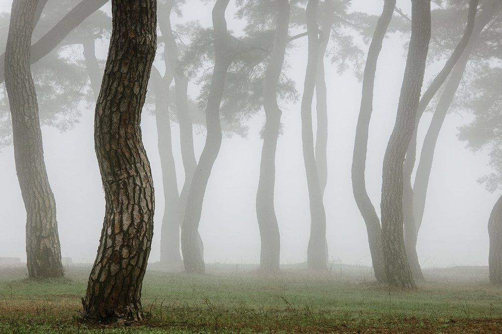 Pine tree