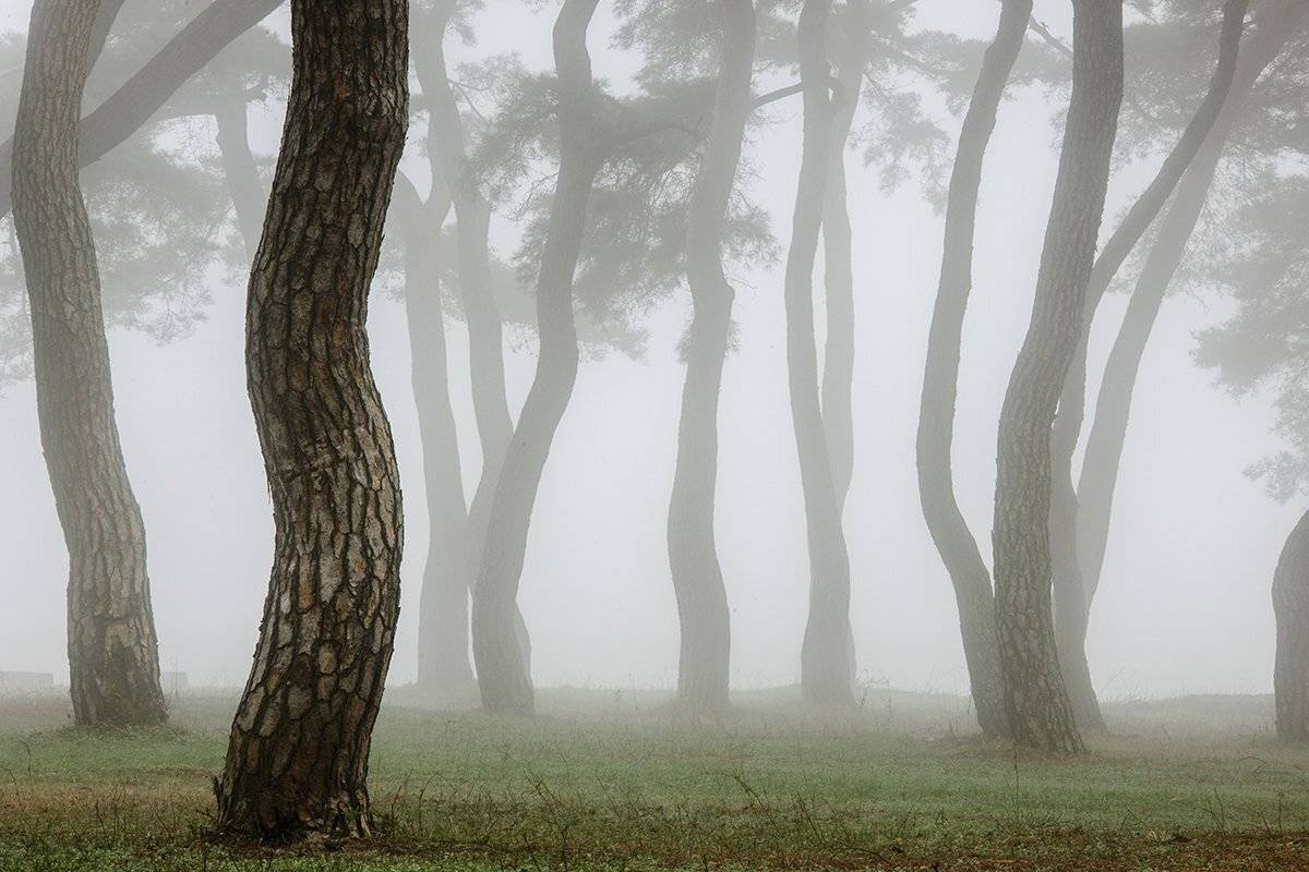 Pine tree