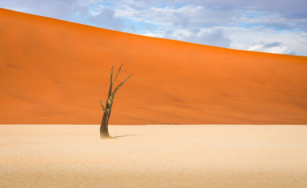 Мертвое дерево