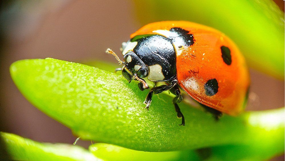 Ladybug
