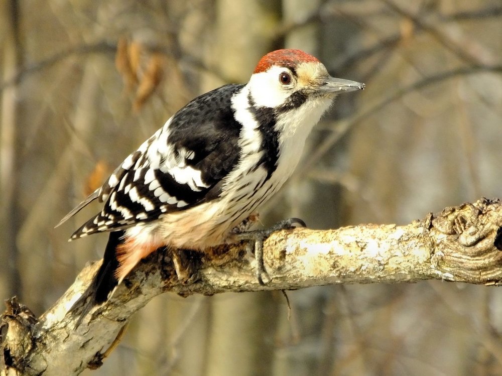 Новый гость