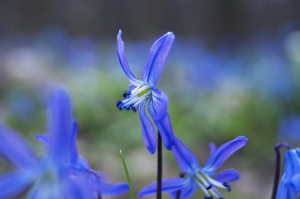 Подснежник