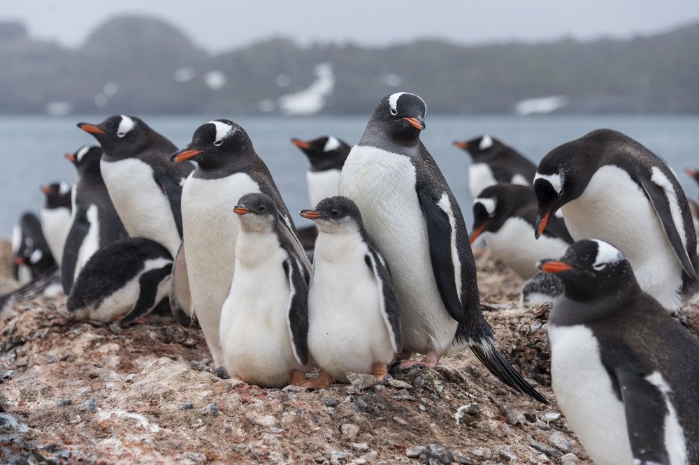 Семья пинвинов