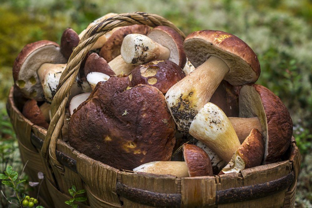 Грибное лукошко