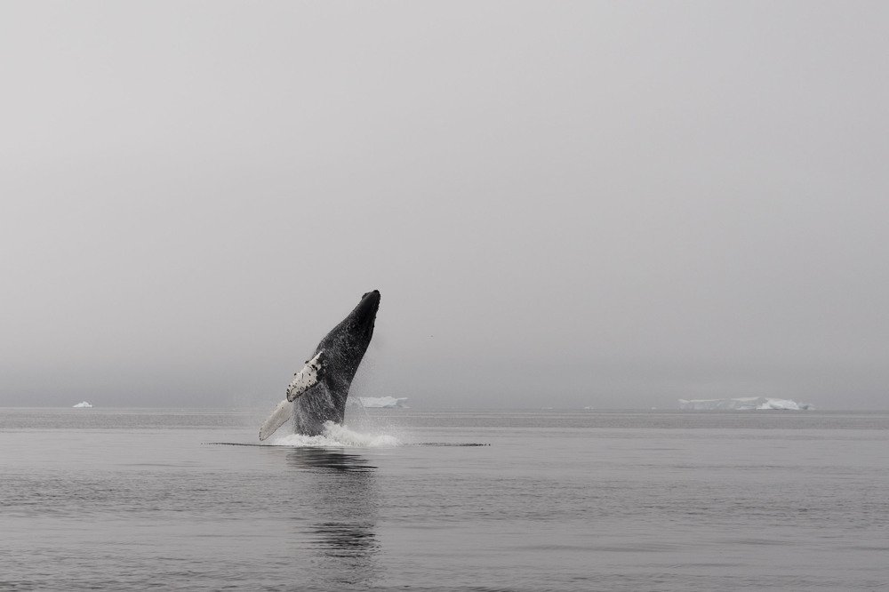 Горбатый кит, выпрыгивающий из воды