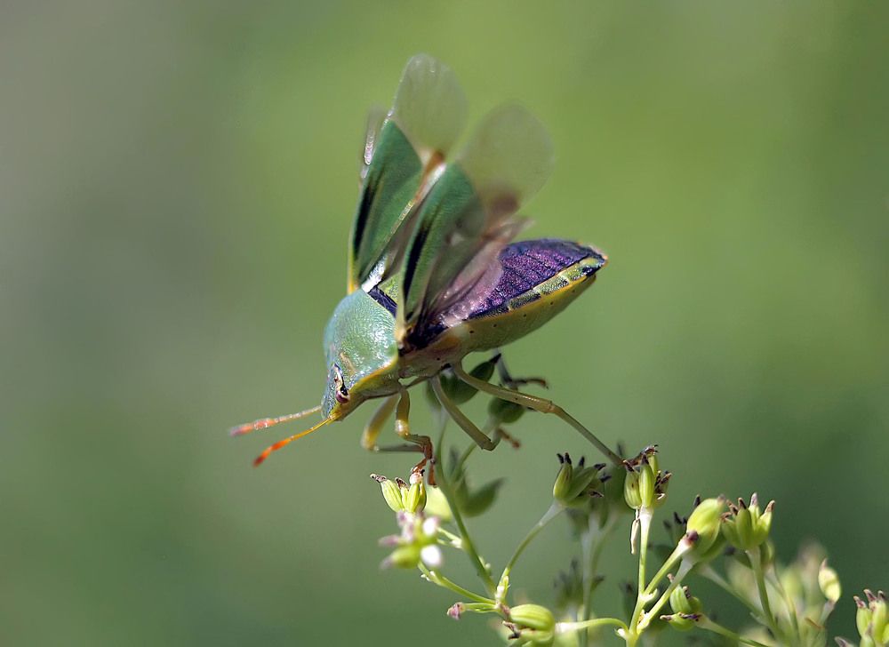 Внимание, взлетаю!