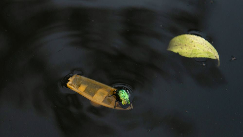 Мужуки-и-и!!!