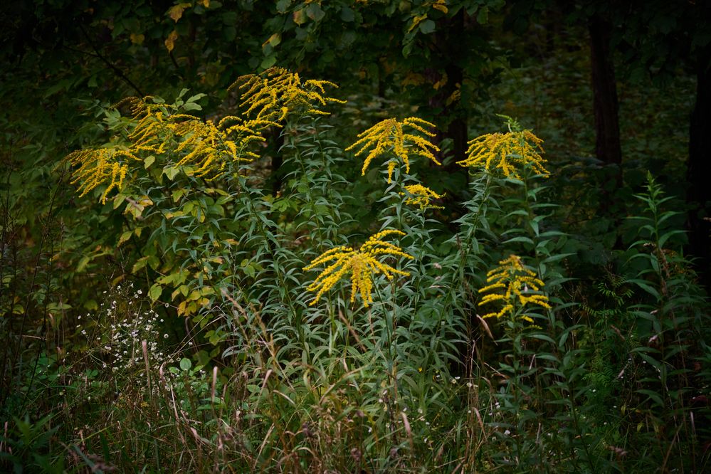 Photograph by Old Pionear