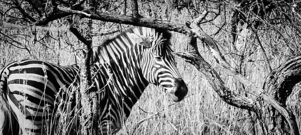 Photograph by Rita Nel
